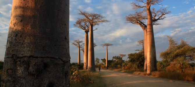 Wild West Tour of Madagascar, Tsiribihina River, Pirogue Tour, Stone Forest, Tsingy de Bemeraha, Avenue of Boababs, Morandava, Madagascar
