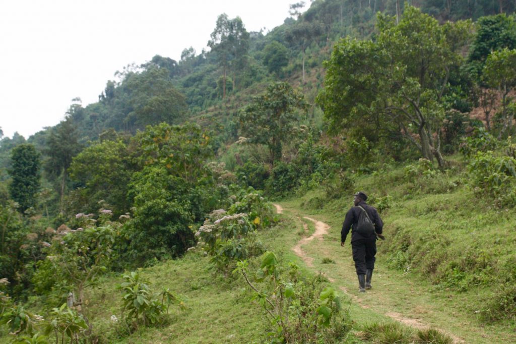 How to Pick a Gorilla Trek in Africa, Mountain Gorilla's, Mgahinga Gorilla Park, Bwindi, Virunga, Volcano's, Trek, Hike, Uganda, Rwanda, Congo, Democratic Republic of Congo