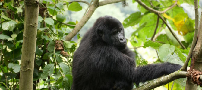 How to Pick a Gorilla Trek in Africa, Mountain Gorilla's, Mgahinga Gorilla Park, Bwindi, Virunga, Volcano's, Trek, Hike, Uganda, Rwanda, Congo, Democratic Republic of Congo