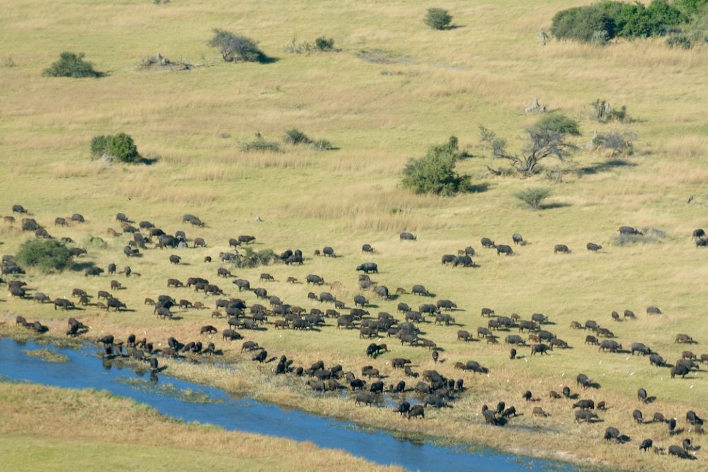 Botswana, Safari, Zebra, Elephant, Leopard, Moremi, Chobe, Okavango Delta, Moan, Kasane