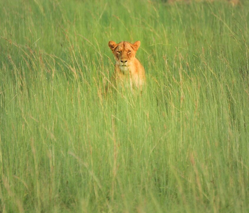 A Lion in the green grass fields in Uganda