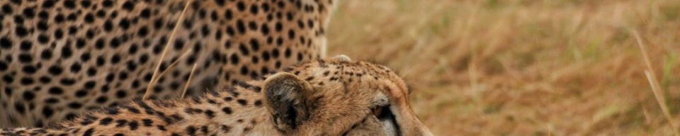 Masai Mara, Kenya, Safari, Africa, Lion, Cheetah, Great Migration, Leopard