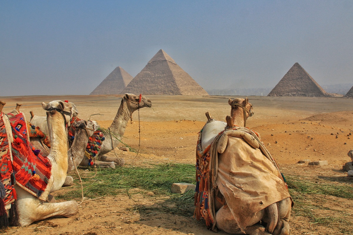 three camels looking out to the The Great Pyramids of Giza, Cairo