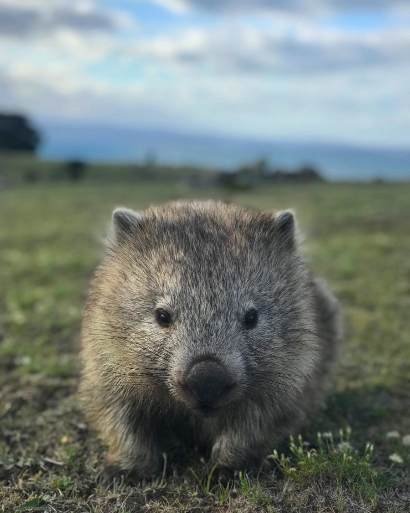 A wombat looking start into the camera on Maria Island