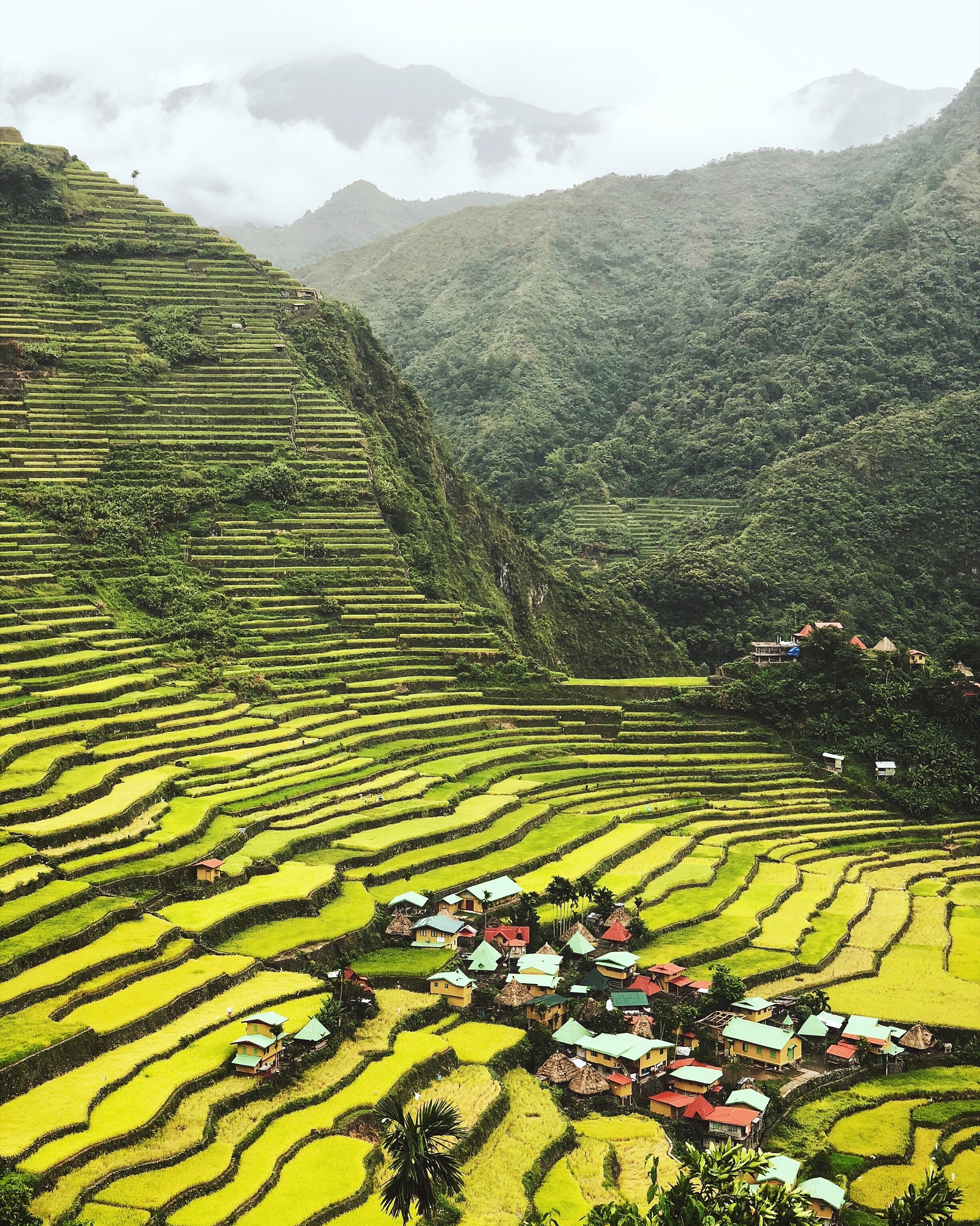 Panorama of green rice fields at Batad Rice Terraces
