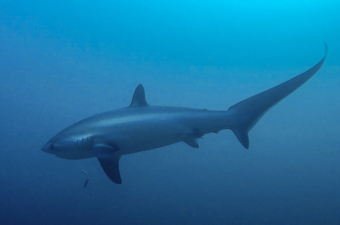 Diving with threshers sharks in Malapascua