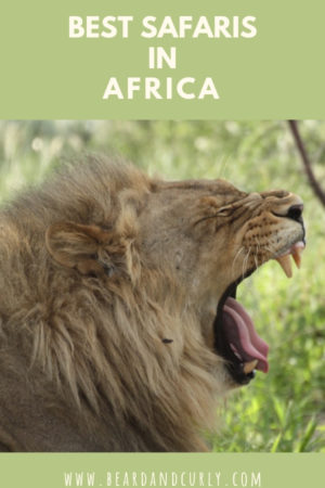 Best Safaris in Africa, How to Safari on a budget, Botswana, Kenya, Tanzania, Uganda, South Africa, Namibia, Etosha, Masai mara, Murchison, Chobe, Moremi, Gorilla Trekking, Serengeti
