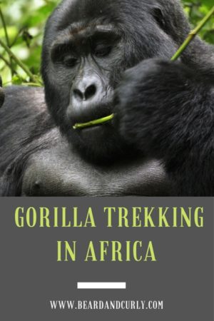 How to Pick a Gorilla Trek in Africa. We spent 3 months traveling in East Africa and seeing Gorillas in Uganda was one of the highlights. This guide follows the different ways to see these amazing creatures. By: Beard and Curly (@beard_and_curly)